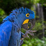 Hyacinth macaw / hyacinthine macaw (Anodorhynchus hyacinthinus) parrot native to central and eastern South America. Digital composite